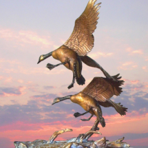 Honkers Landing $12,450 17"H X 24"W clark bronson, wildlife statues, sculpture, bronze, figures, castings, bronze, pieces, figurine, canada geese, landing