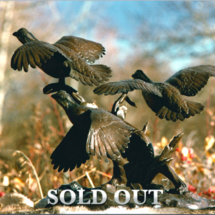 Headed for New Cover $14,995 clark bronson, wildlife statues, sculpture, bronze, figures, castings, bronze, pieces, figurine, bobwhite quail flying, flushing