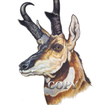 antelope head, pronghorn, antelope watercolor, painting, clark bronson,
