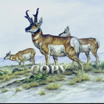 antelope, herd, north american, buck, art, prairie antelope, scene, painting, picture, illustration, watercolor, clark bronson