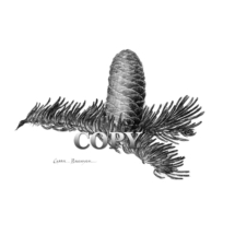 balsom, fir, tree, pine cone, illustration, art, picture, pencil drawing, clark bronson
