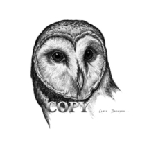 barn owl, bird of prey, head, pencil drawing, art, picture, illustration, clark bronson