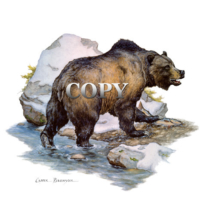 bear, grizzly, salmon, fish, silvertip kodiak, art, watercolor, stream, painting, picture, clark bronson 