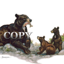 bear black, cubs, salmon, fish, art, picture, painting, watercolor, illustration, clark bronson