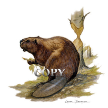 beaver, cutting down tree, dam builder, picture, art, illustration, watercolor painting, clark bronson