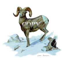 bighorn, sheep, ram in snow scene, painting, watercolor, picture, art, clark bronson, curled horns