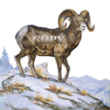 bighorn, sheep, ram, snow, watercolor, art, picture, painting, curled horns, clark bronson