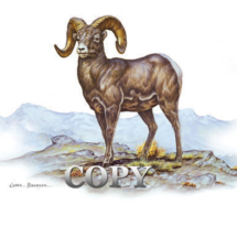 bighorn sheep, ram, watercolor scene, snowy mountain ridge, picture, painting, art, clark bronson