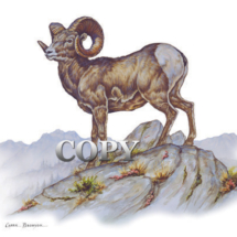 bighorn sheep on rock, rocky mountain, ram, watercolor painting, picture, clark bronson