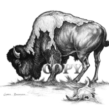 bison, buffalo, eating, grazing, drawing, picture, painting, art, american west, prairie animal, clark bronson 
