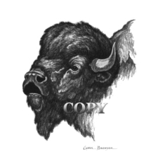 bison, buffalo, head, black-and-white, art, pencil drawing, picture, illustration, clark bronon 