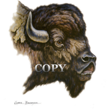 bison, head, buffalo, watercolor painting, art, clark bronson 