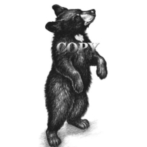 black bear cub, art standing, pencil drawing, picture, illustration, clark bronson 