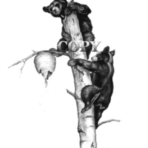 two black bear cubs, climbing tree, bee nest, pencil, sketch, drawing, picture, painting, art, clark bronson tree, bee nest,