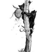 black bear cubs, aspen tree, bees, wasps, bee nest, 