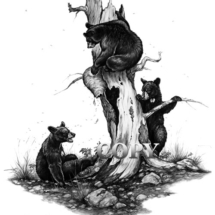 three black bears, cubs, dead tree, bee hive, bees, pencil, art, sketch, drawing, clark bronson 