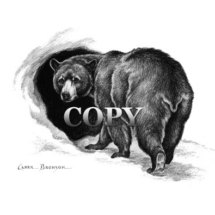 black bear, hibernation, cave, den, pencil, art, snow, sketch, drawing, clark bronson