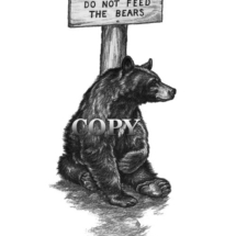 black bear, sign, do not feed the bears, pencil sketch, drawing, art, illustration, picture, painting, clark bronson