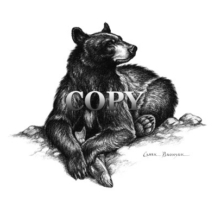 black bear, salmon, fish, pencil drawing, sketch, art, illustration, picture, painting, clark bronson