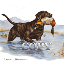 black lab, hunting dog, retrieving mallard, duck, watercolor painting, art, illustration, picture, painting, clark bronson