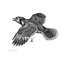 blue jay, flying, pencil drawing, sketch, art, illustration, picture, painting, clark bronson