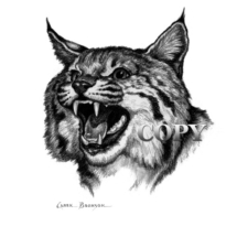 bobcat, head, bust, snarling, growling, wildcat, pencil sketch, drawing, art, illustration, picture, painting, clark bronson