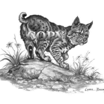 bobcat, kitten, wildcat, bobcat baby, pencil drawing, sketch, art, illustration, picture, painting, clark bronson