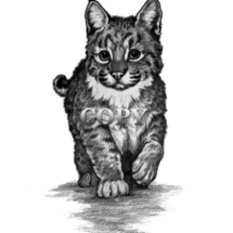 bobcat, kitten, wildcat, pencil sketch, drawing, art, illustration, picture, painting, clark bronson