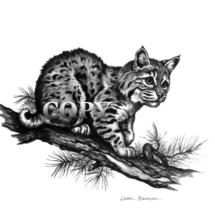 bobcat, kitten, wildcat, baby bobcat, pencil drawing, sketch, art, illustration, picture, painting, clark bronson
