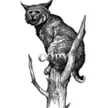 bobcat, wildcat, top of dead tree, pencil drawing, sketch, art, illustration, picture, painting, clark bronson
