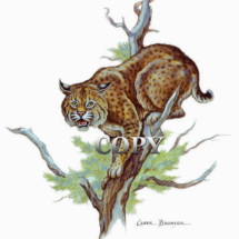 bobcat, wildcat, treed, watercolor, art, illustration, picture, painting, clark bronson