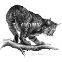 bobcat on tree branch, full body, wildcat, pencil drawing, sketch, art, illustration, picture, painting, clark bronson