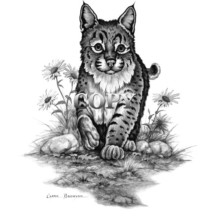 bobcat, kitten, bobcat baby, wildcat baby, pencil sketch, drawing, art, illustration, picture, painting, clark bronson
