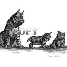 bobcat, kittens, butterfly, wildcat, pencil drawing, sketch, art, illustration, picture, painting, clark bronson