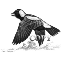 bobolink, impressive song bird, male, flying, pencil drawing, sketch, art, illustration, picture, painting, clark bronson 