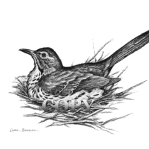 brown thrasher, song bird, on nest, pencil drawing, sketch, art, illustration, picture, painting, clark bronson
