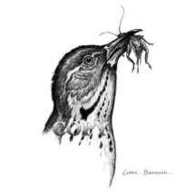 brown thrasher, bird, song bird, head, eating bug, pencil drawing, sketch, art, illustration, picture, painting, clark bronson