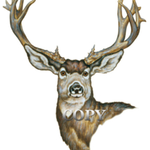 mule deer, buck, head, antlers, watercolor, art, illustration, picture, painting, clark bronson