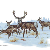 mule deer, herd, buck, cows, winter, mountain scene, american west, watercolor, painting, picture, illustration, art, clark bronson