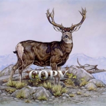 mule deer, buck, , water color, painting, huge antlers, art, mountain scene, illustration, picture, painting, clark bronson