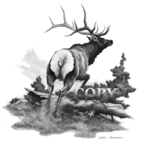 bull elk, running, mountain scene, black-and-white, art, illustration, picture, painting, clark bronson