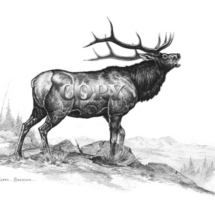 bull elk, bugling, mountain ridge scene, pencil sketch, drawing, art, illustration, picture, clark bronson