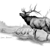 bull elk, mountain background, bugling, harem, cows, pencil drawing, sketch, art, illustration, picture, painting, north america, clark bronson