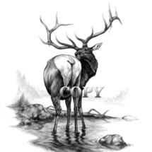 bull elk, royal, antlers, mountain scene, licking rump, pencil sketch, drawing, art, illustration, picture, north america, clark bronson 