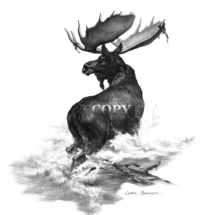 bull moose, water, black-and-white, art, illustration, picture, alaska, north america, bull moose, clark bronson
