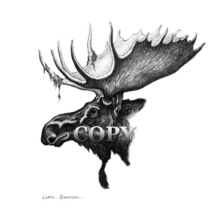 bull moose, antlers, pencil sketch, art, drawing, illustration, picture, north america, clark bronson 