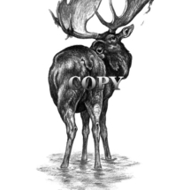 bull mose, licking rump, pencil sketch, drawing, art, illustration picture, north america, pencil drawing, sketch, art, illustration, picture, clark bronson 