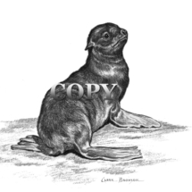 california, sea lion Pup, sea lion cub, pencil drawing, sketch, art, illustration, picture, clark bronson 
