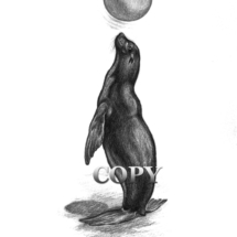 california sea lion, balancing ball, pencil sketch, drawing, art, illustration, picture, clark bronson