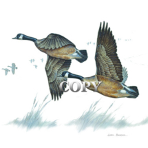 canada geese, goose, gander, flying, watercolor, art, painting, illustration, picture, clark bronson